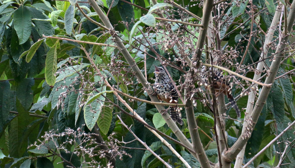 Band-backed Wren